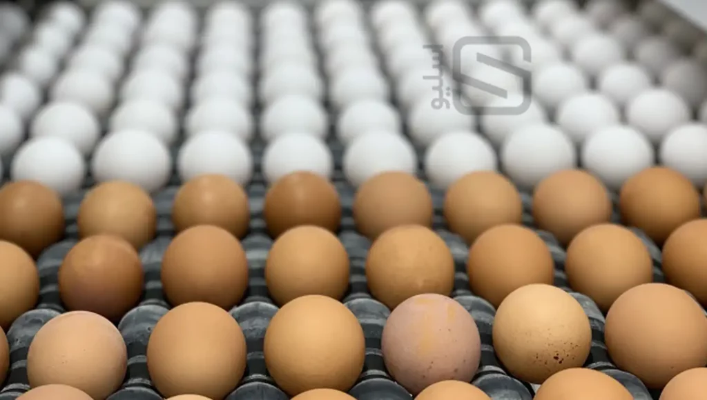 تعدا زیادی تخم مرغ به عنوان غذاهای سیر کننده