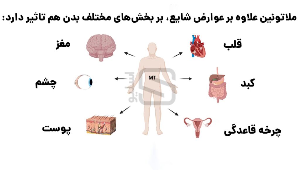  سایرعوارض ملاتونین بر بدن انسان